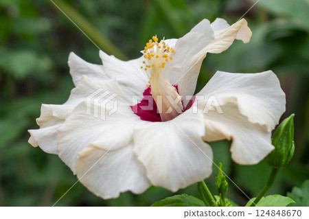 白芙蓉 124848670