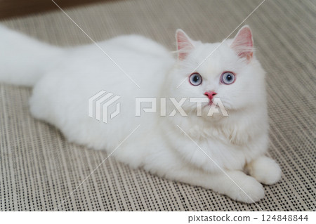 The lovely white Persian cat is playing in the living room. 124848844