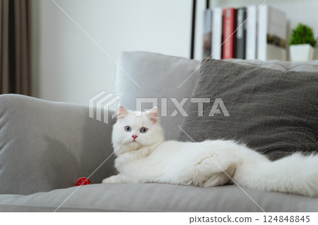 The lovely white Persian cat is playing in the living room. 124848845