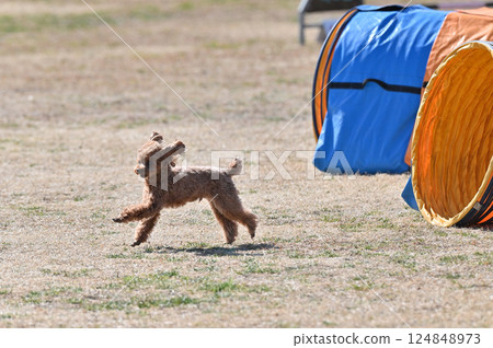 Toy poodle playing with dog run 124848973
