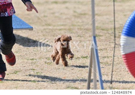 使用與狗奔跑的玩具獅子狗 124848974