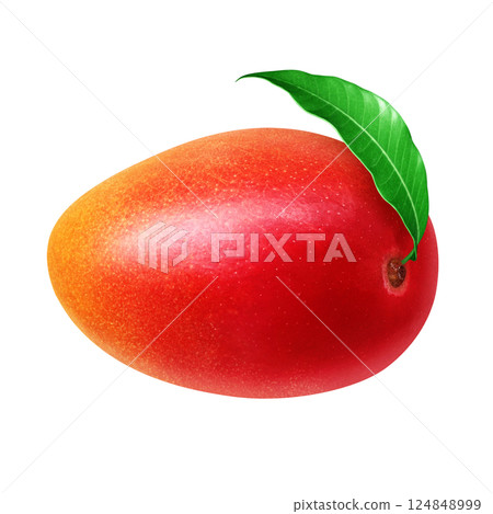 Mango illustration realistic white background 124848999