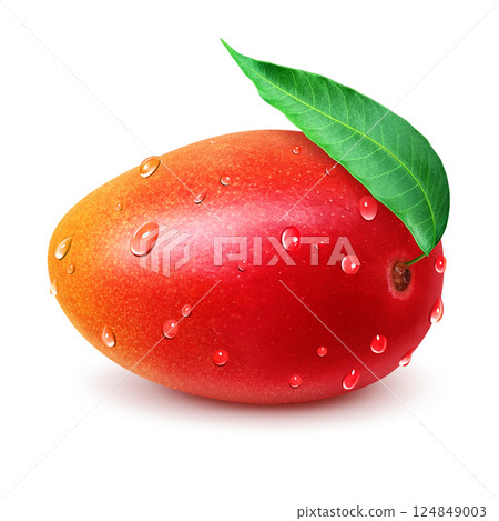 Mango illustration realistic white background 124849003