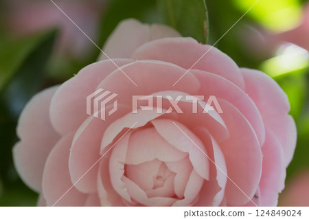 Close-up of Light Pink Camellia Flower in Full Bloom Close-up of Light Pink Camellia Flower in Full Bloom 124849024