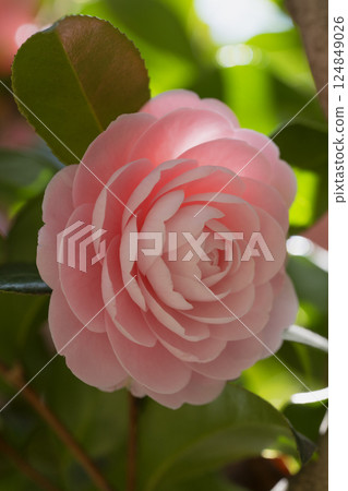 Close-up of Light Pink Camellia Flower in Full Bloom Close-up of Light Pink Camellia Flower in Full Bloom 124849026