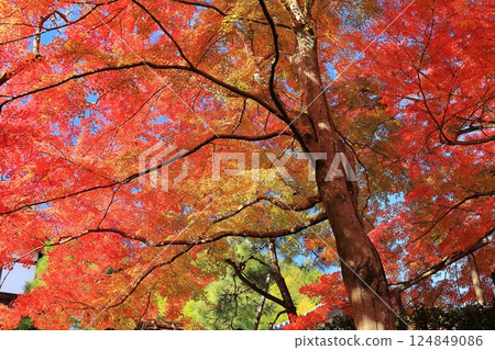 京都嵐山的秋葉 124849086