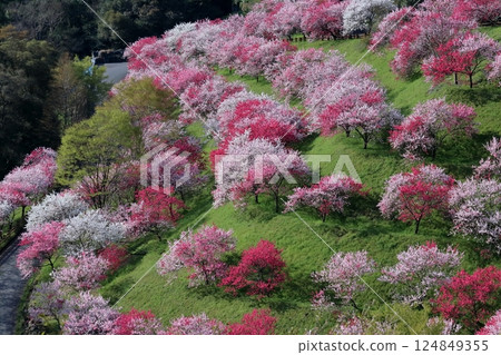 香格里拉引地橋的桃花（高知縣仁澱川町） 124849355