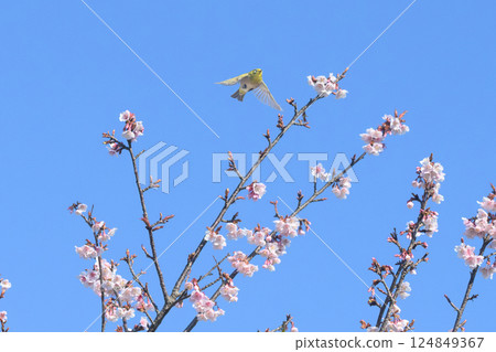 櫻花 櫻 賞櫻 124849367