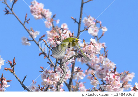 櫻花 櫻 賞櫻 124849368