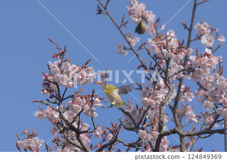 cherry blossom, cherry tree, bloom 124849369