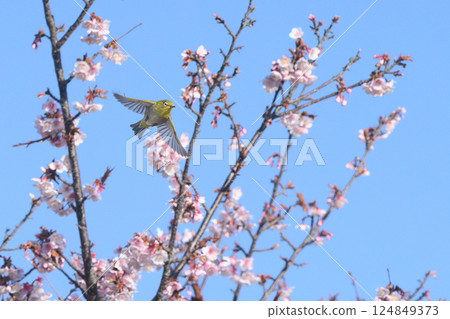 cherry blossom, cherry tree, bloom 124849373
