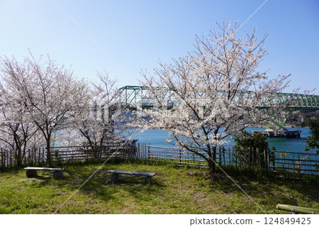 Oshima Bridge and cherry blossom 124849425