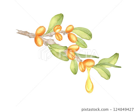 A watercolor illustration of an argan branch with vibrant orange fruits, green leaves, and a single yellow oil drop. Ideal for creating natural product patterns or packaging designs. 124849427