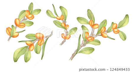 Watercolor illustration of four argan tree branches with orange fruits and lush green leaves. Botanical clipart. Perfect for creating borders in stationery, fabric prints, or eco-themed designs. 124849433