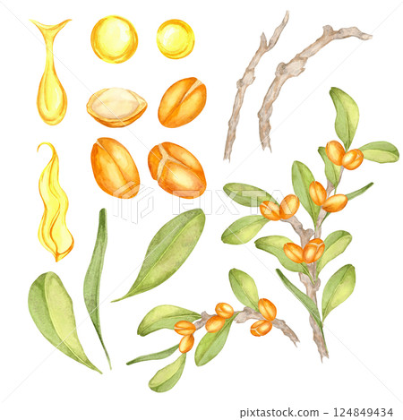 A complete watercolor clipart set featuring argan branches, nuts, leaves, and fruits. Ideal for eco-friendly patterns, product packaging, botanical-themed digital artwork, or stationery design. A complete watercolor clipart set featuring argan branches, nuts, leaves, and fruits. Ideal for eco-friendly patterns, product packaging, botanical-themed digital artwork, or stationery design. 124849434
