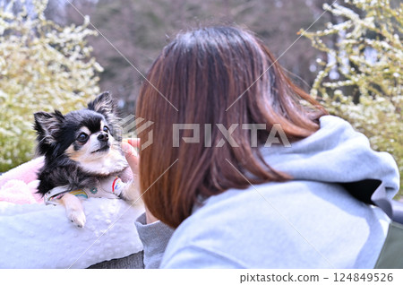 一位女士帶著她的寵物吉娃娃在繡線菊盛開的公園裡散步 春天的材料 一位女士帶著她的寵物吉娃娃在繡線菊盛開的公園裡散步 春天的材料 124849526