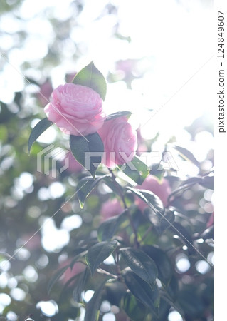Illuminated camellia Illuminated camellia 124849607