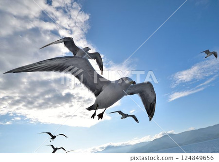 海鷗在藍天中飛翔的動態場景 124849656