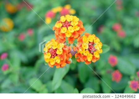 五彩繽紛的馬纓丹花和綠色背景 124849662