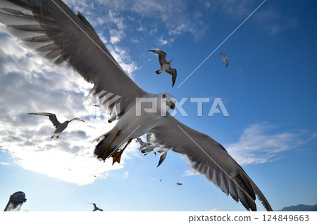 海鷗在藍天中飛翔的動態場景 124849663