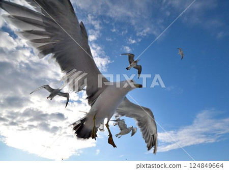 海鷗在藍天中飛翔的動態場景 124849664
