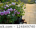 Potted pink roses blooming on a terrace at sunset 124849740