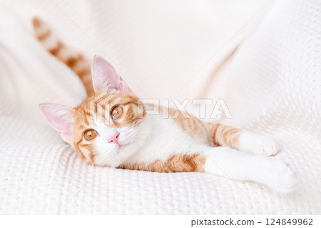Cute red kitten on a light background Cute red kitten on a light background 124849962