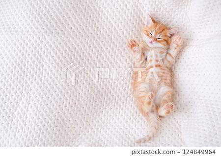 Cute red kitten on a light background 124849964