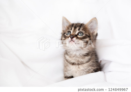 Cute brown kitten on a light background 124849967