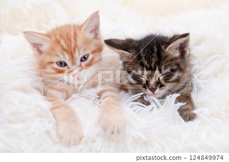 Cute brown kitten on a light background Cute brown kitten on a light background 124849974