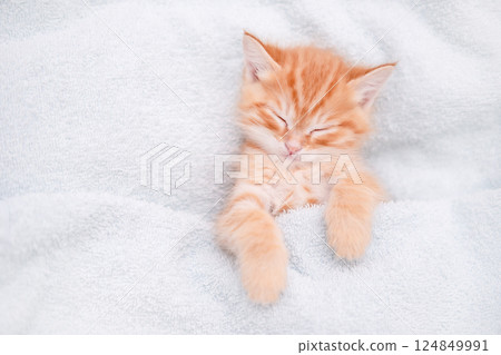 Cute red kitten on a light background 124849991