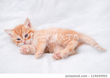 Cute red kitten on a light background Cute red kitten on a light background 124849993