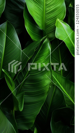 Background: green tropical leaves 124850055