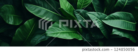 Background: green tropical leaves 124850056