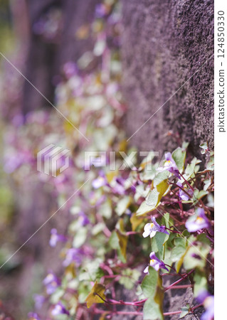 Wildflowers blooming among the rubble 124850330