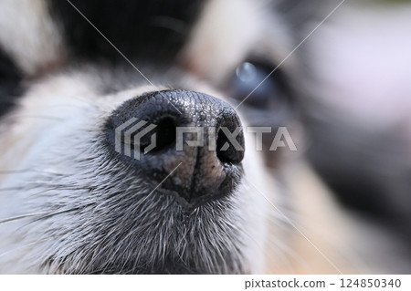 狗狗的鼻子、槍口、吉娃娃的特寫鏡頭 124850340