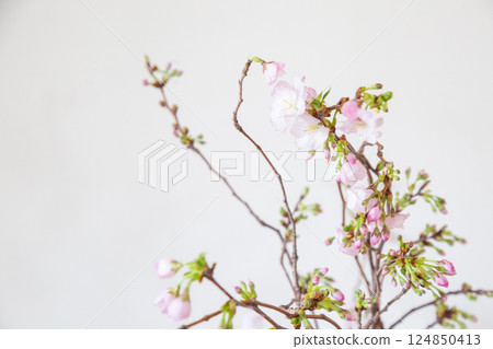 Cherry blossom branch in a vase Cherry blossom branch in a vase 124850413