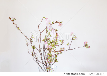 花瓶裡的櫻花枝 124850415