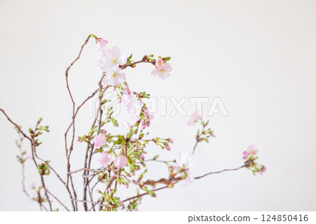 花瓶裡的櫻花枝 124850416