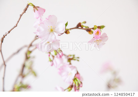 花瓶裡的櫻花枝 124850417
