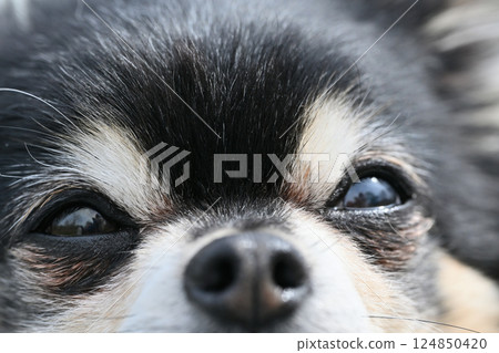 狗狗臉部特寫 - 眼分泌物、淚痕、圖像 - 吉娃娃 狗狗臉部特寫 - 眼分泌物、淚痕、圖像 - 吉娃娃 124850420