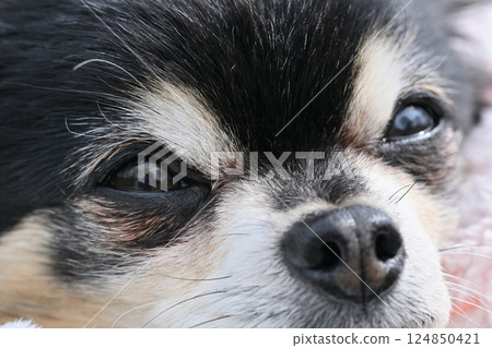 Close-up of a dog's face - Eye discharge, tear stains, image - Chihuahua Close-up of a dog's face - Eye discharge, tear stains, image - Chihuahua 124850421