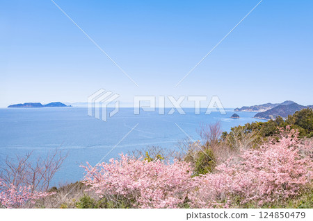 大浦半島和保戶島、向久島的河津櫻花盛開 124850479