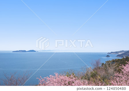 Kawazu cherry blossoms on the Oura Peninsula and the islands of Hoto and Muku Kawazu cherry blossoms on the Oura Peninsula and the islands of Hoto and Muku 124850480