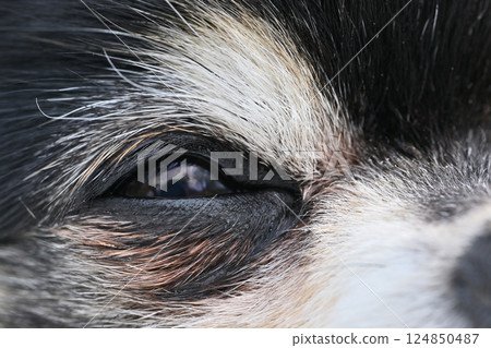 Close-up of a dog's eyes - Eye discharge, tear stains, image - Chihuahua 124850487