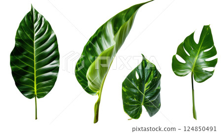 Macro Closeup of Leaf Texture 124850491