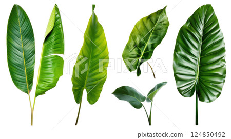 Green Leaf Isolated on White 124850492
