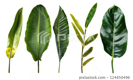 Green Fern Frond Isolated on White 124850496