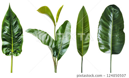 Banana and Tropical Leaves Collection Banana and Tropical Leaves Collection 124850507