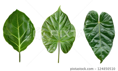 Glossy Heart-Shaped Green Leaves 124850510